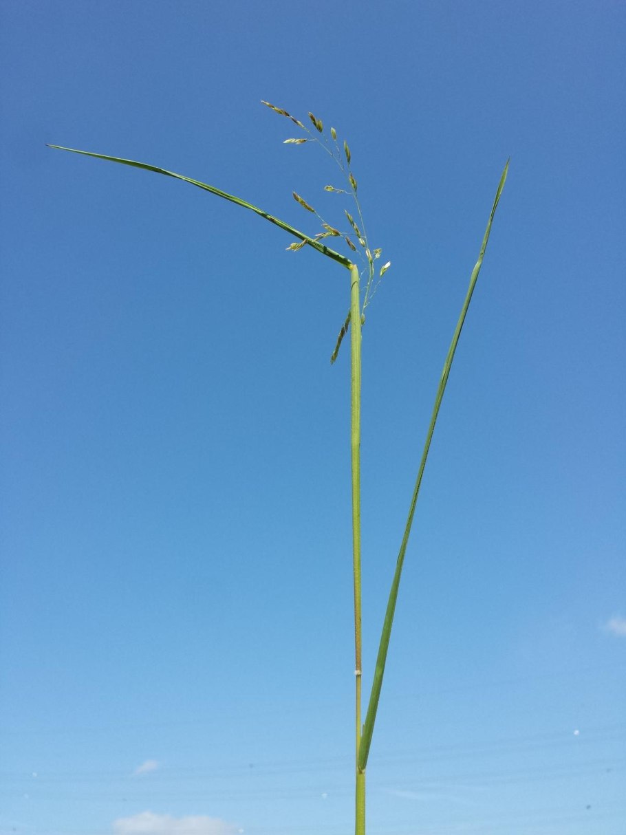 Леерсия рисовидная