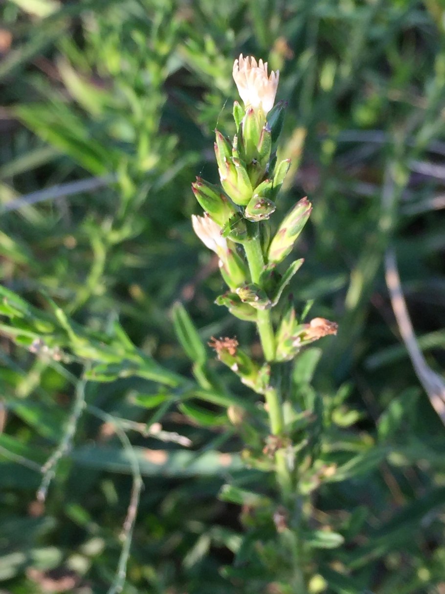 Lythrum hyssopifolia