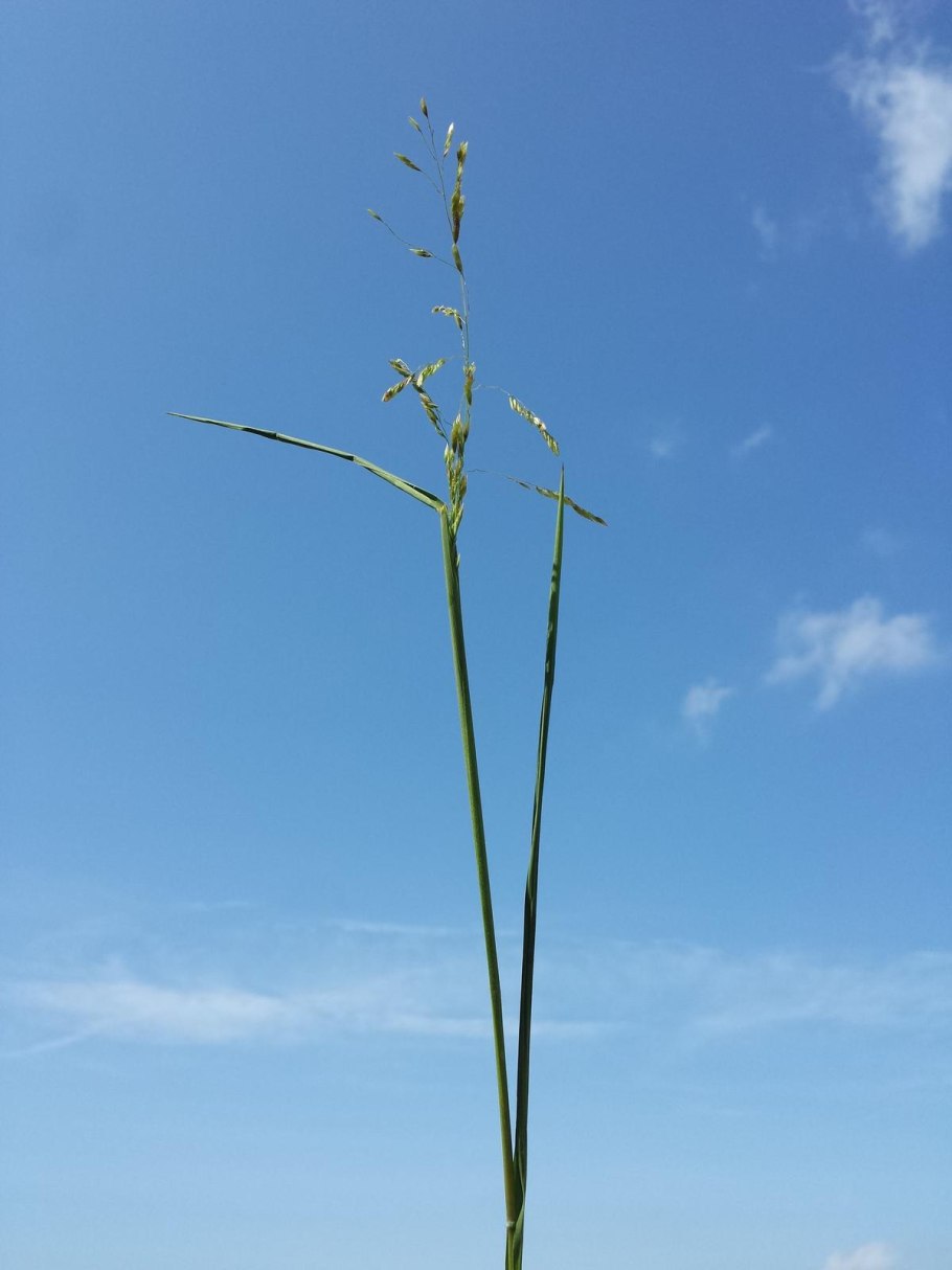 Леерсия фото