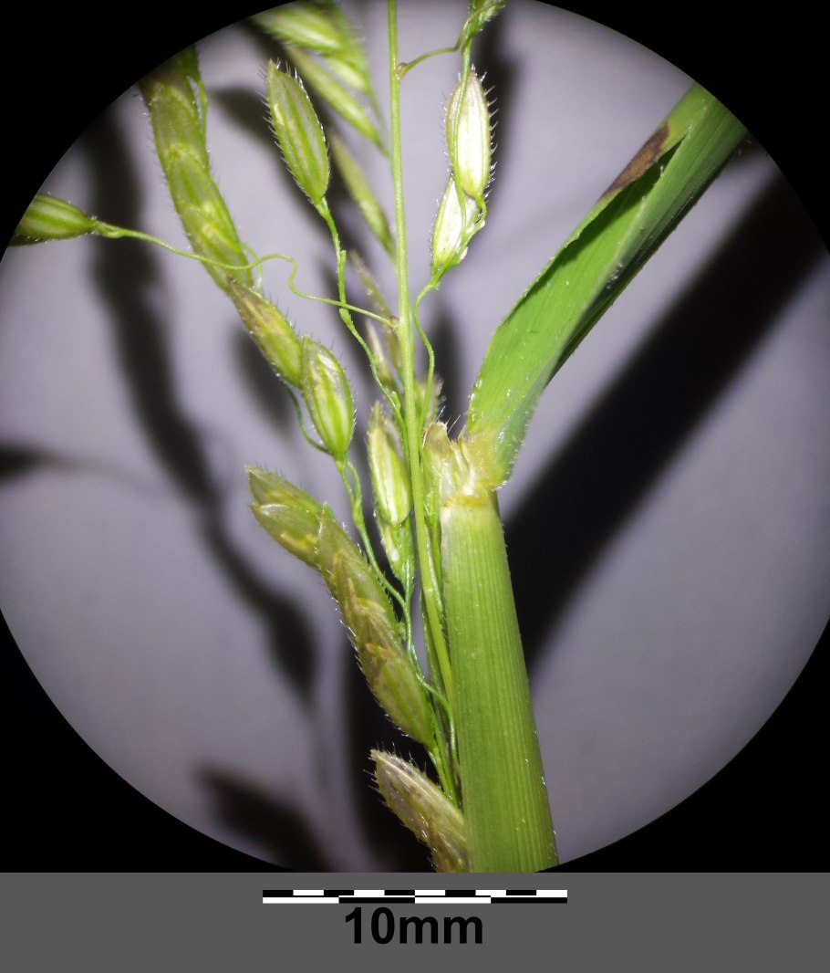 Trachypogon spicatus