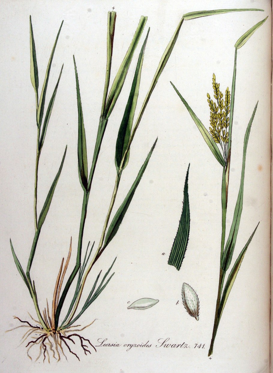 Леерсия рисовидная