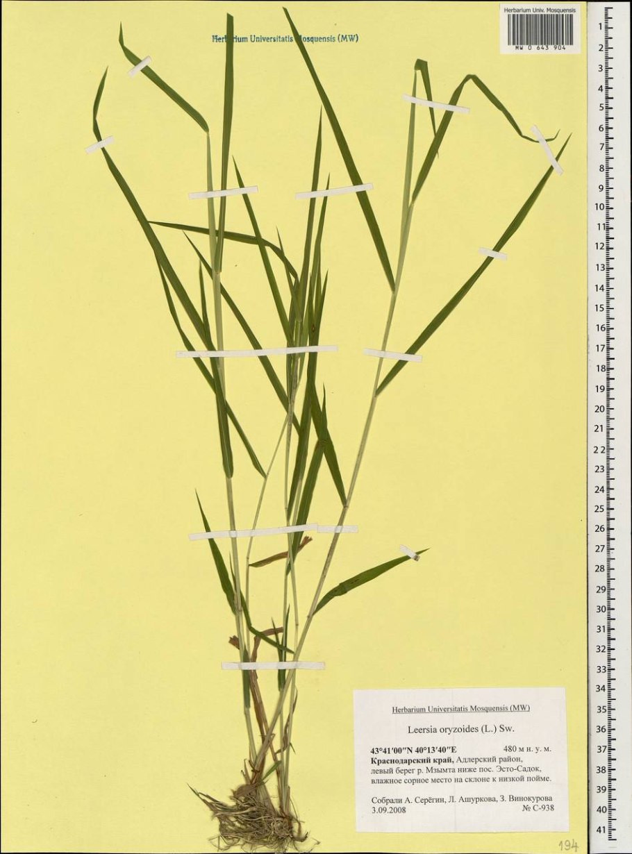 Леерсия злак