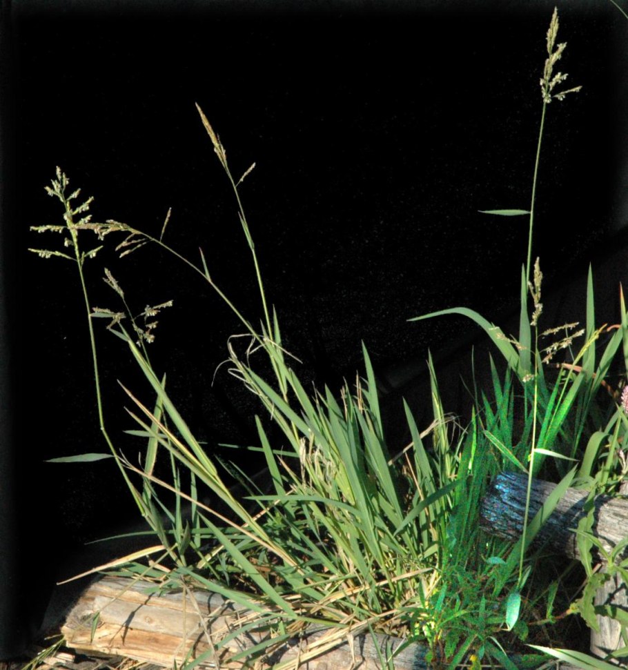 Леерсия рисовидная