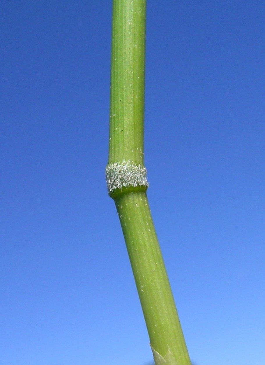 Milium effusum