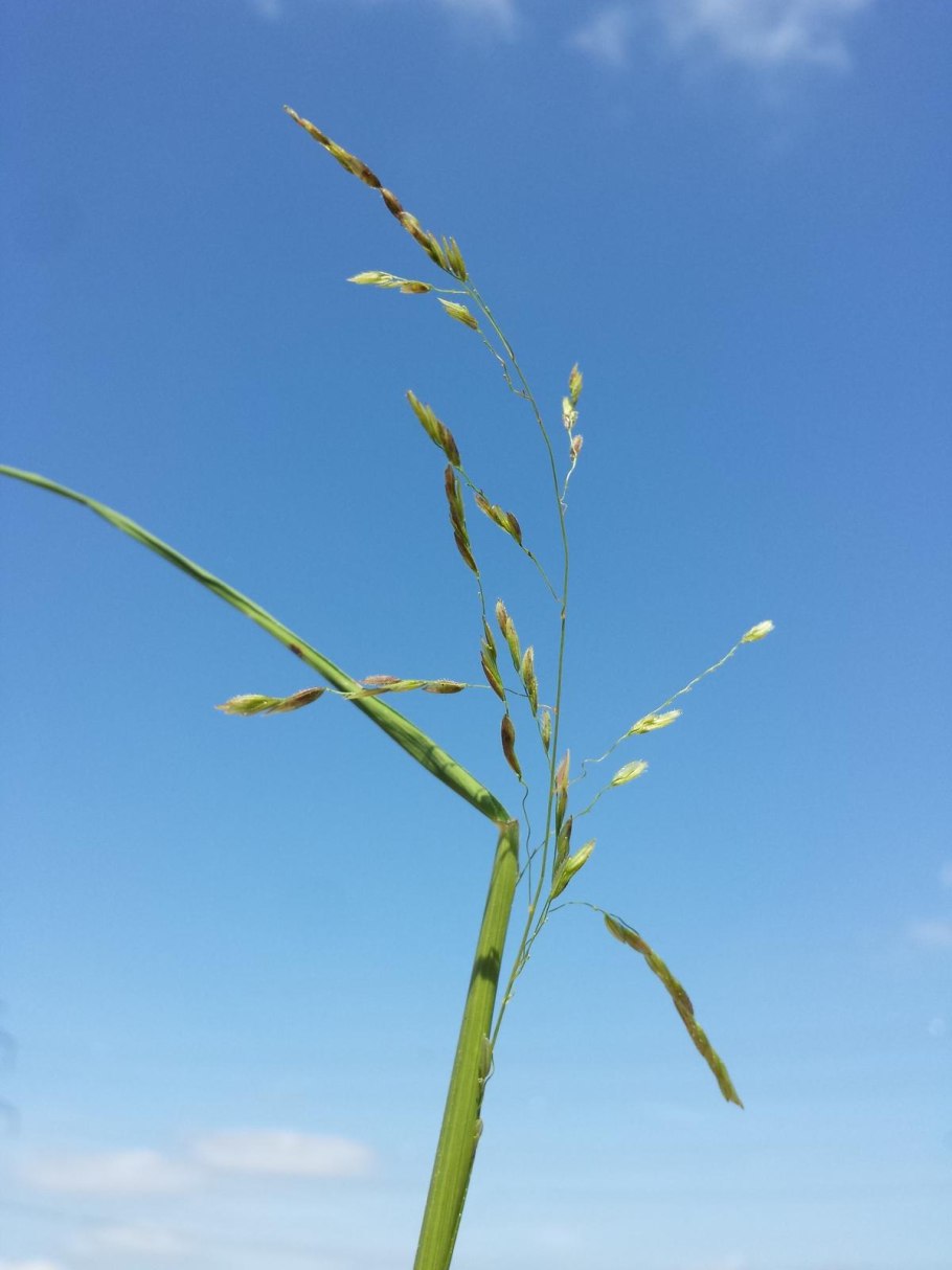 Ветиверия цицаниевидная