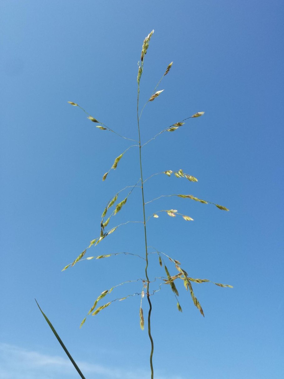 Овсяница тростниковая festuca arundinacea