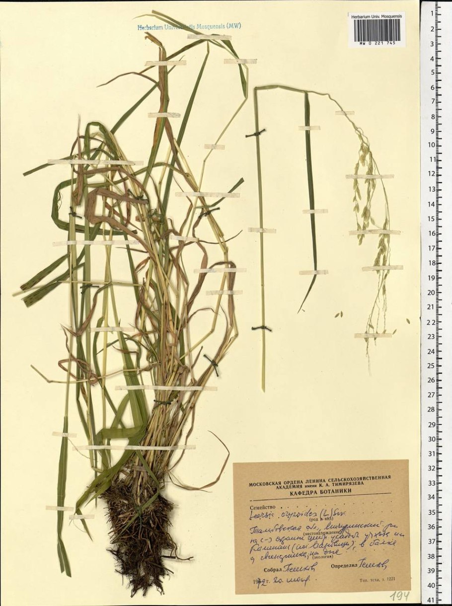 Канареечник гербарий