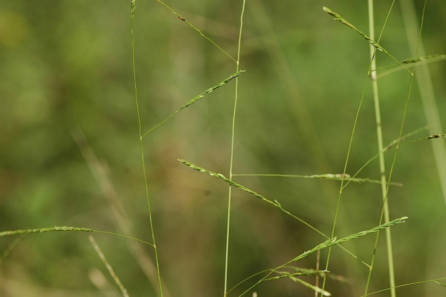 Digitaria ciliaris