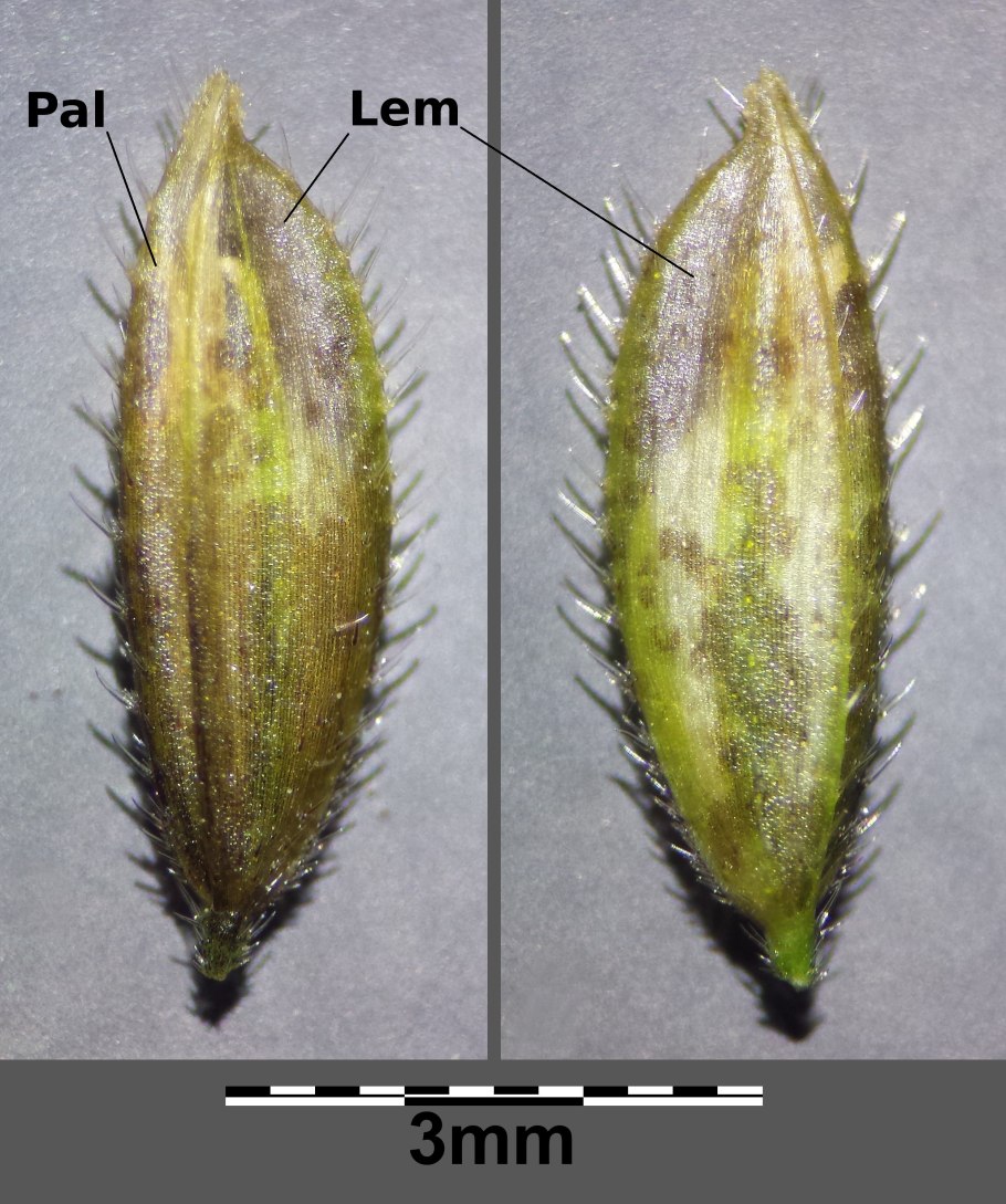 Леерсия рисовидная