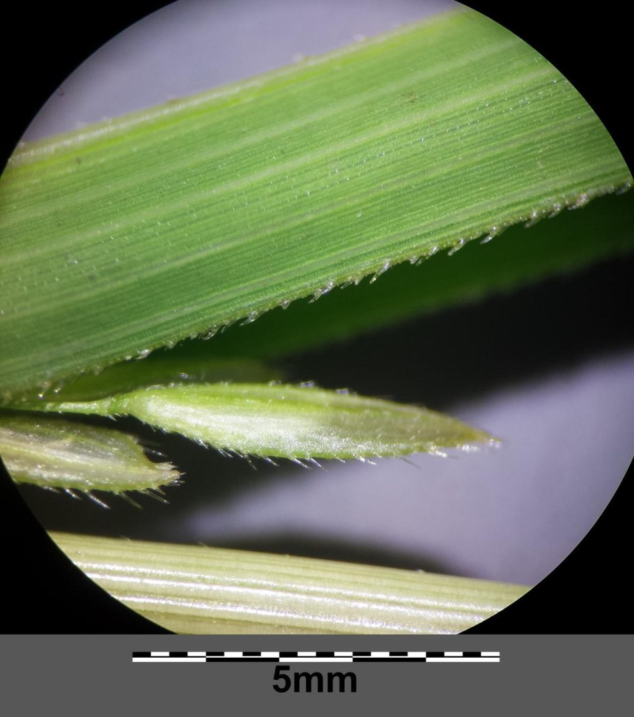 Echinochloa crus-galli