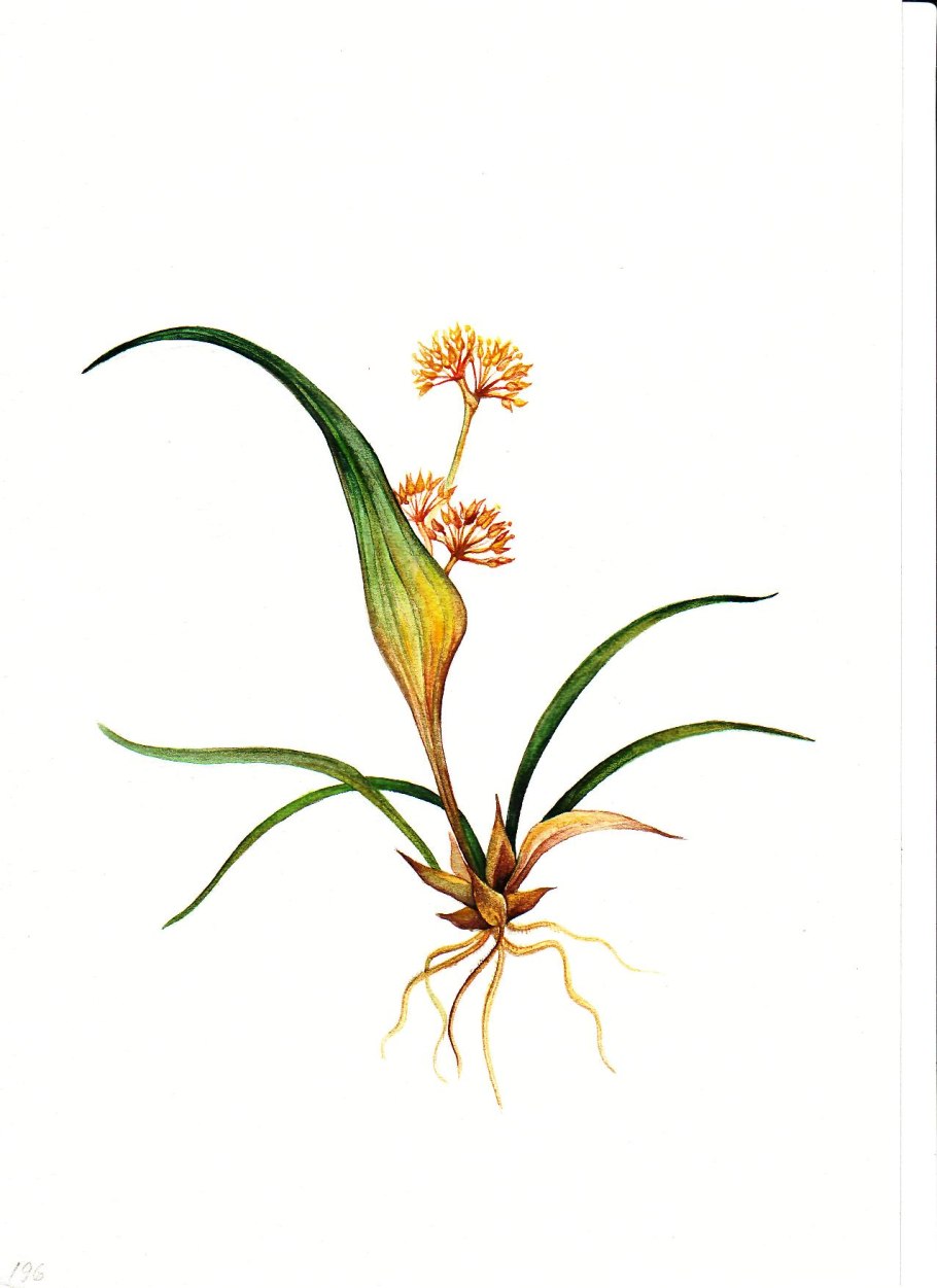 Колеантус тонкий