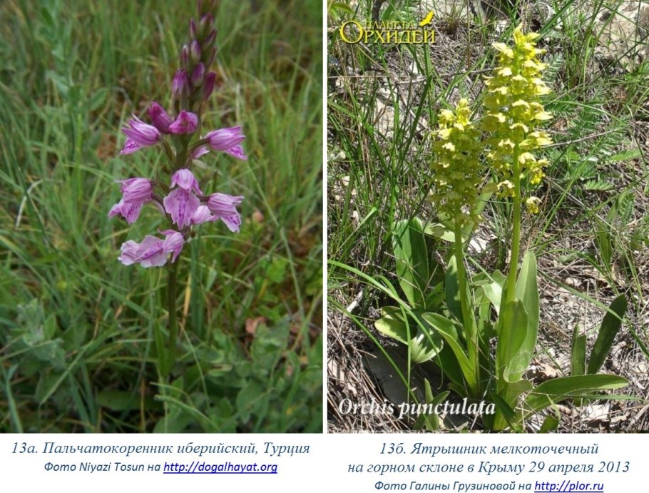 Пальчатокоренник Дюрвиля