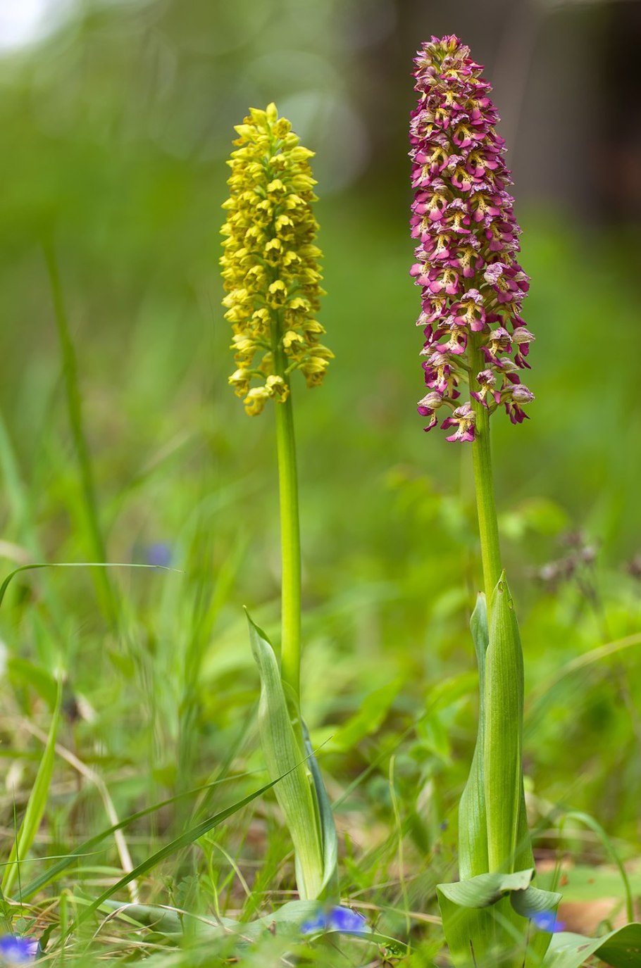 Vero Orchis