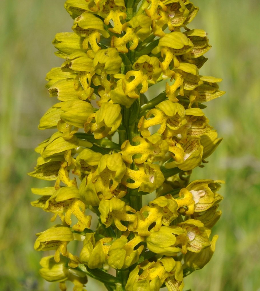 Ятрышник мелкоточечный Orchis punctulata