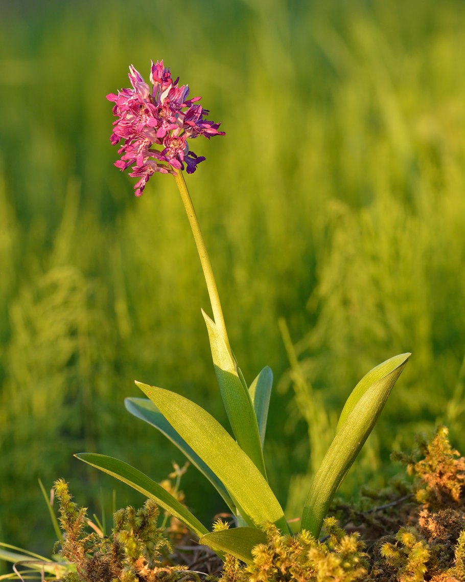 Пальчатокоренник крапчатый