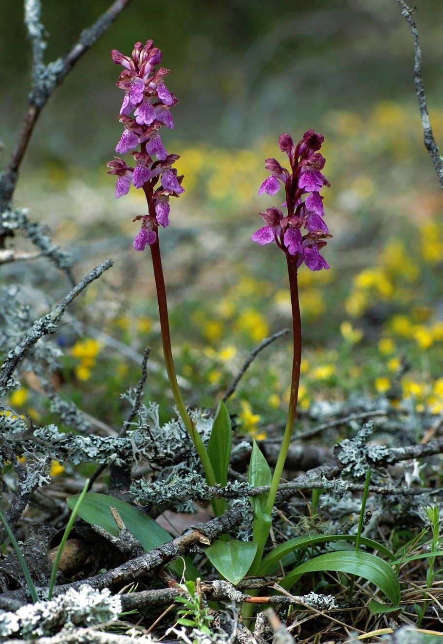 Ятрышник орхидные