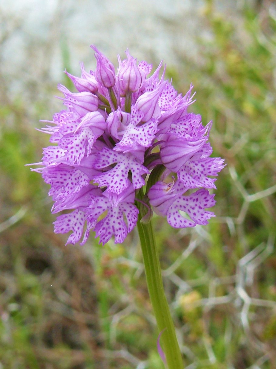 Orchis tridentata