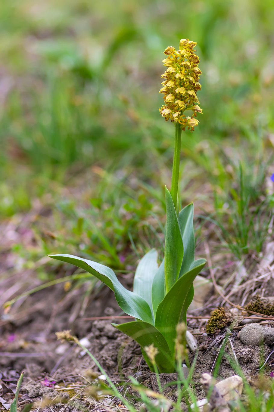 Ятрышник кавказский