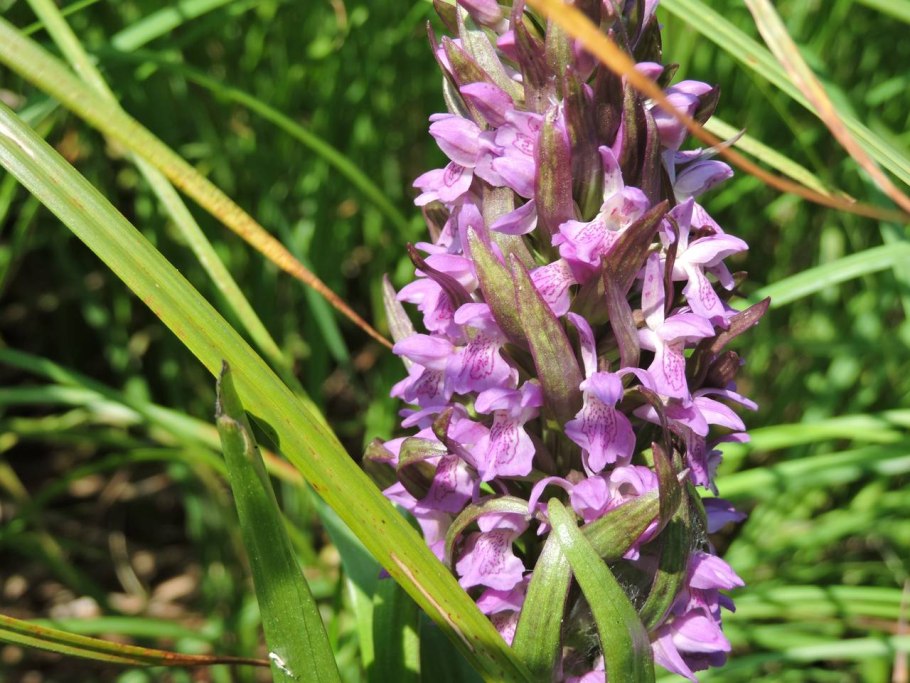 Ятрышник белый