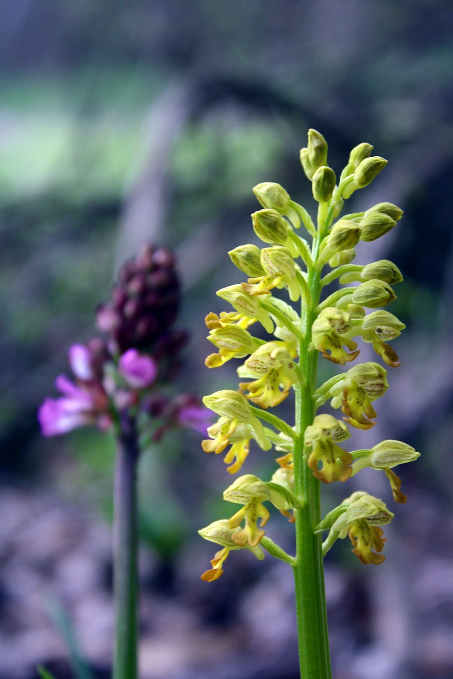 Крымская Орхидея ятрышник