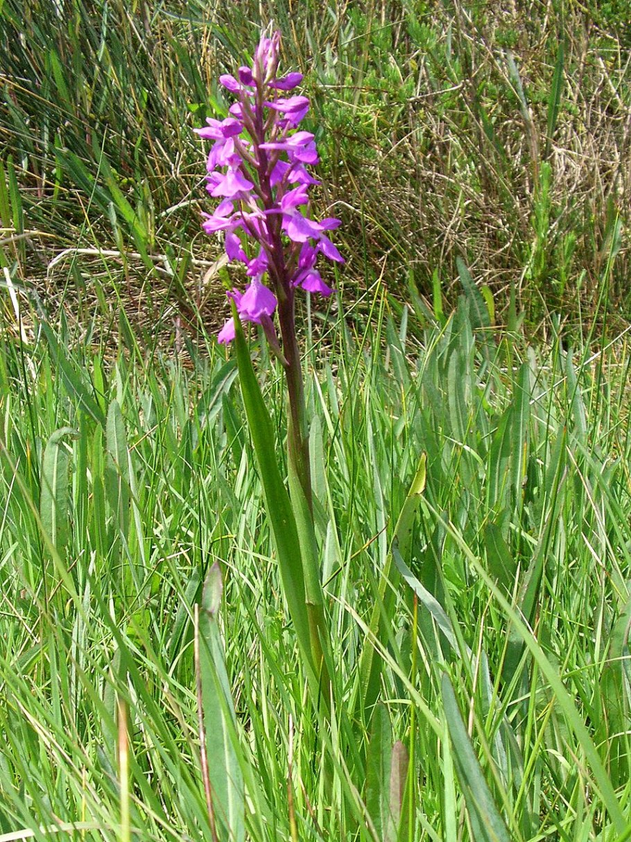 Ятрышник шлемоносный Плантариум