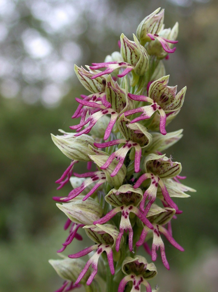 Orchis galilaea