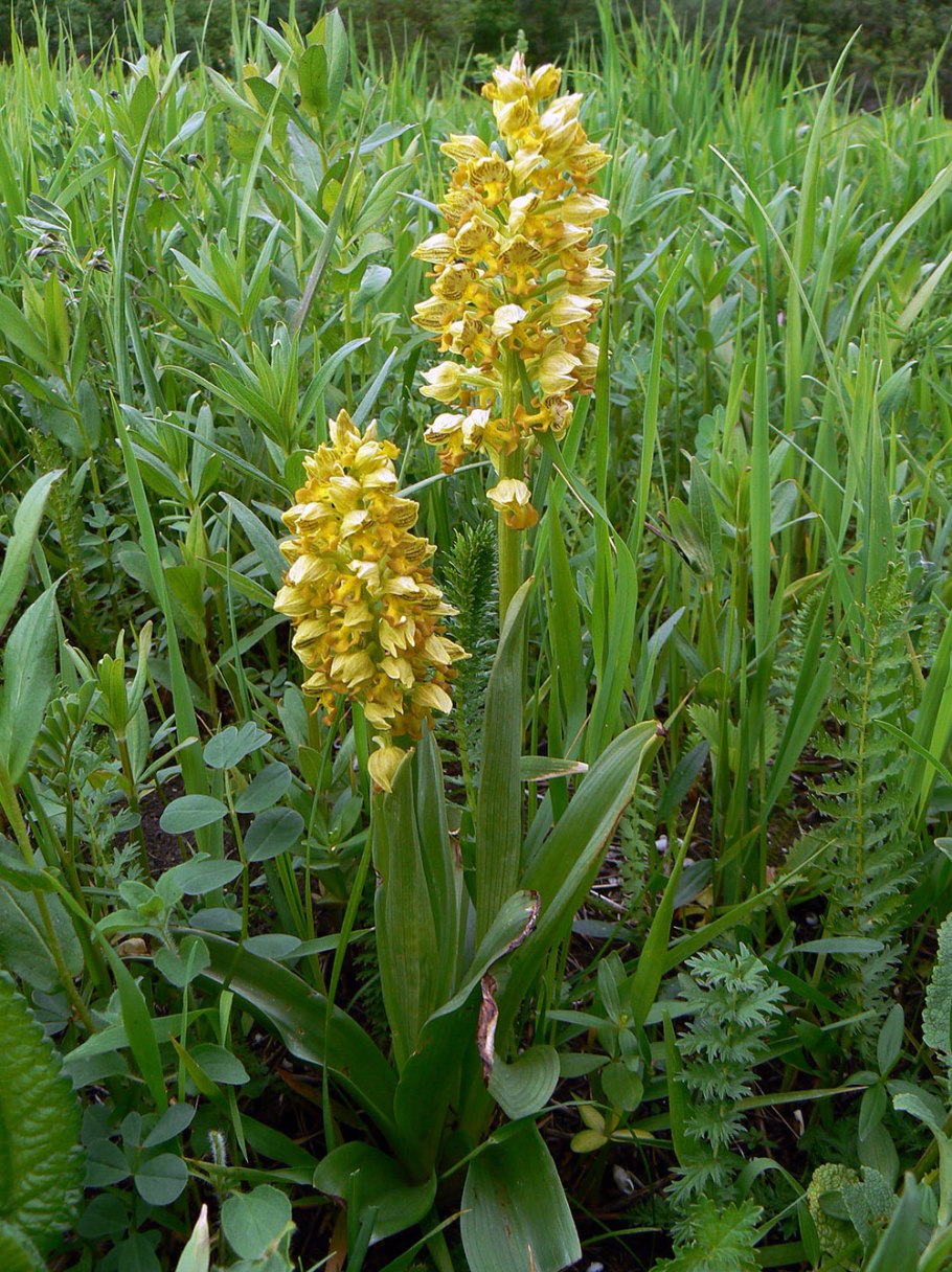 Ятрышник желтый