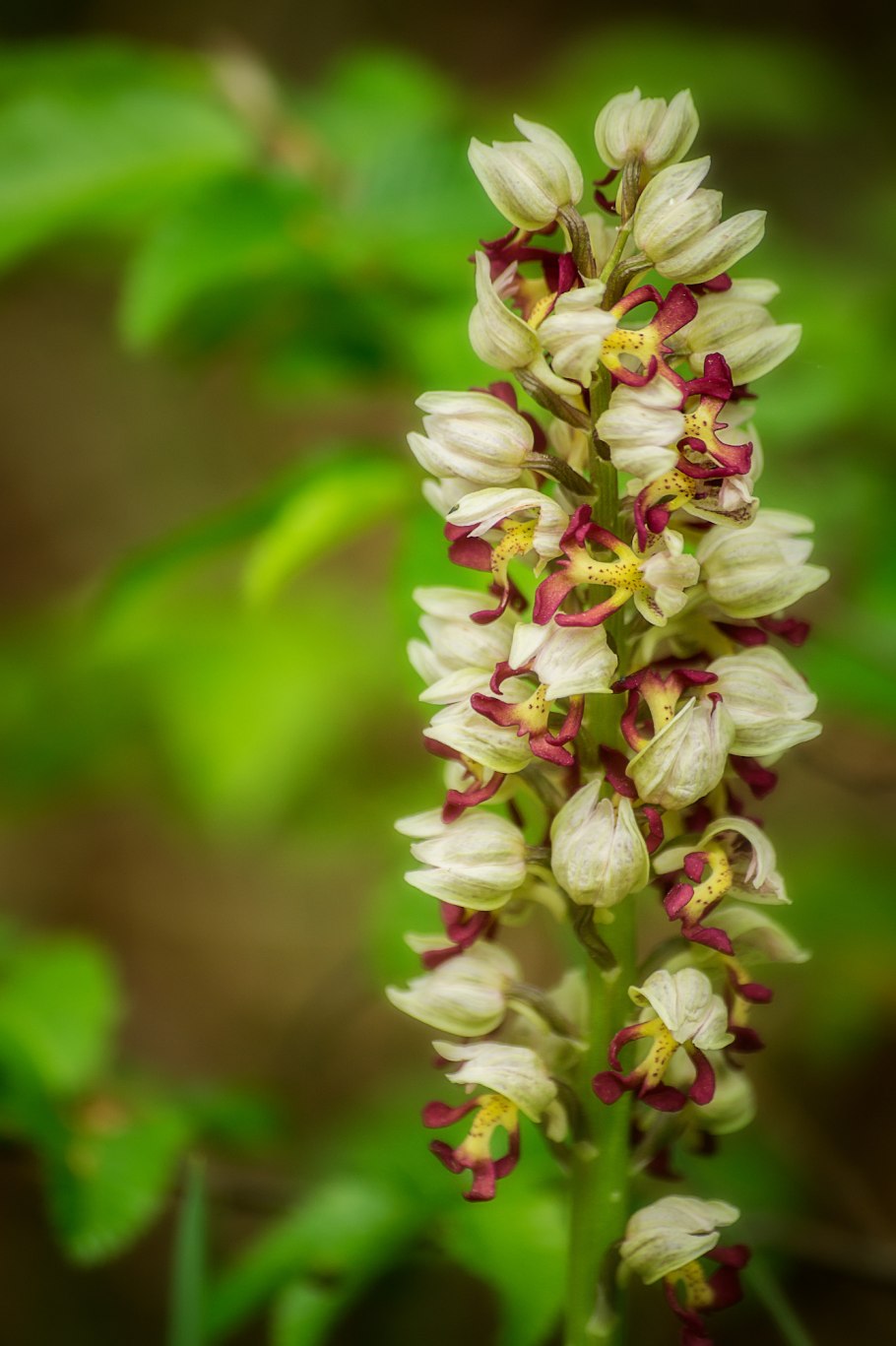 Orchis monatsschrift der deutschen gesellschaft für orchideenkunde
