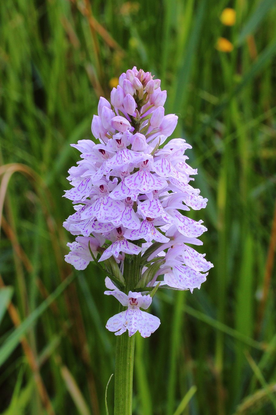 Dactylorhiza maculata