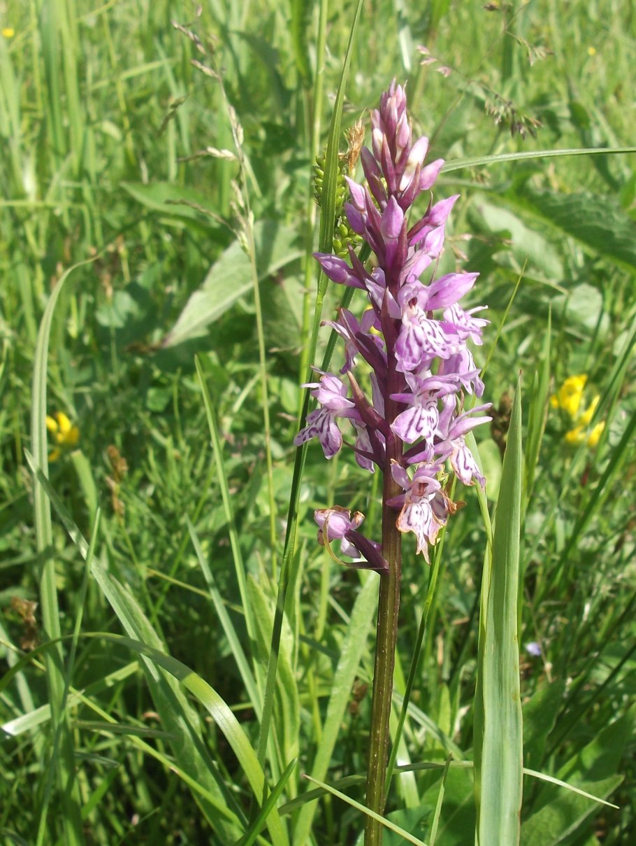 Северная орхидея ятрышник