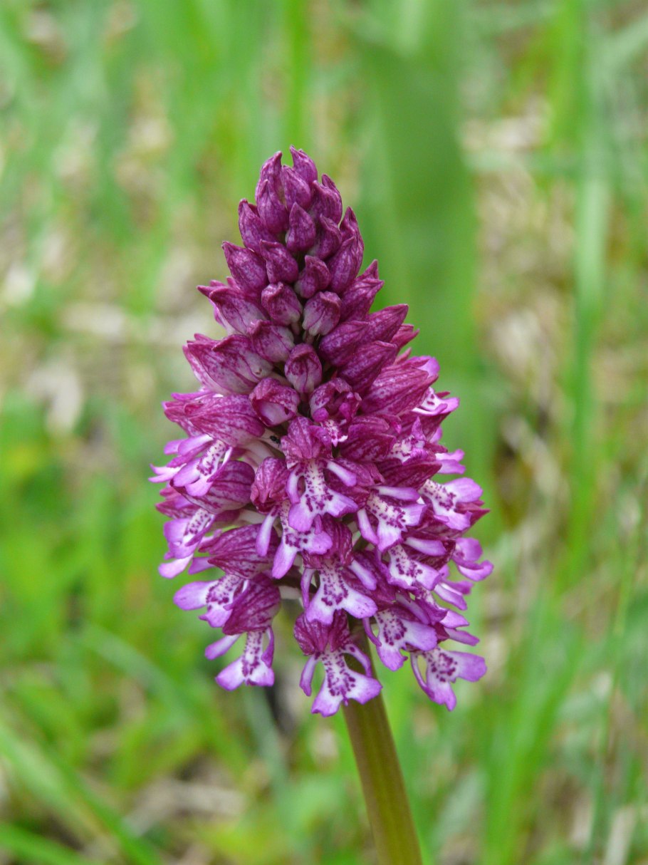 Пальчатокоренник балтийский (dactylorhiza baltica)