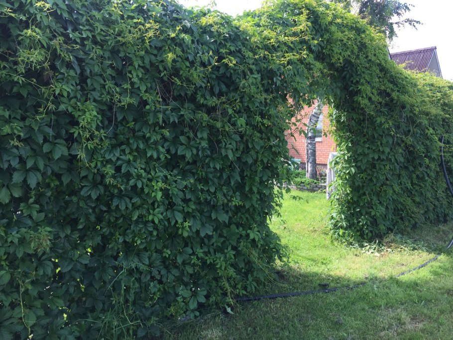 Девичий виноград Грефшейм