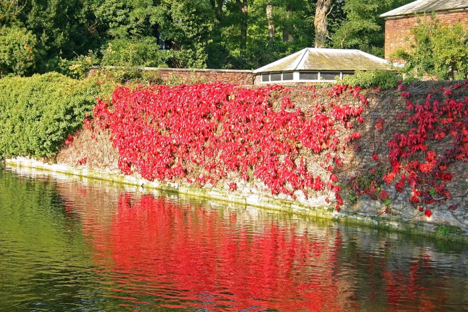 Живая изгородь виноград плющ