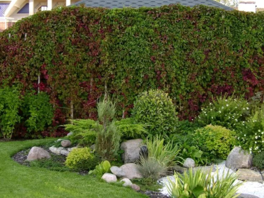 Плющ Хедера изгородь