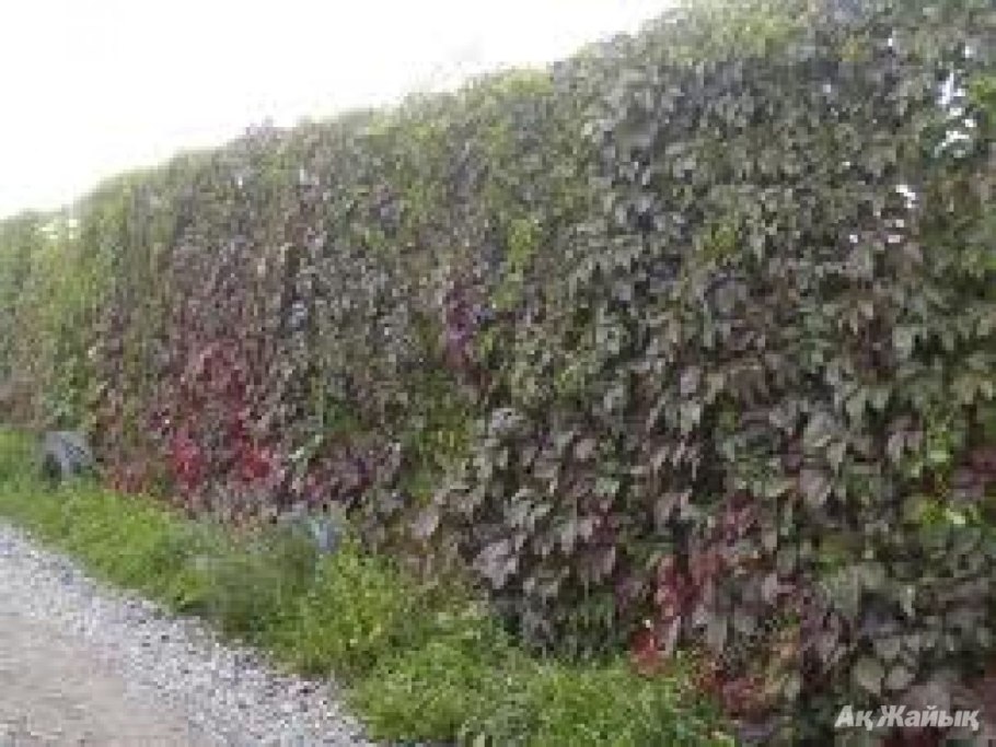 Живая изгородь дикий виноград