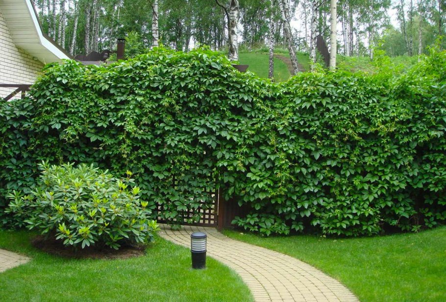 Вьюн дикий виноград