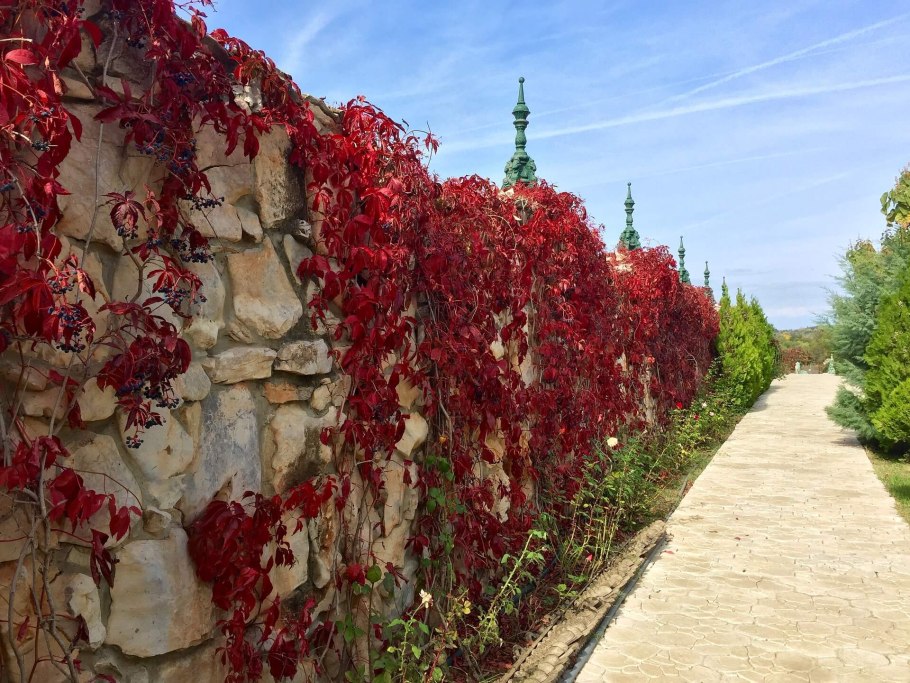 Актинидия Живая изгородь
