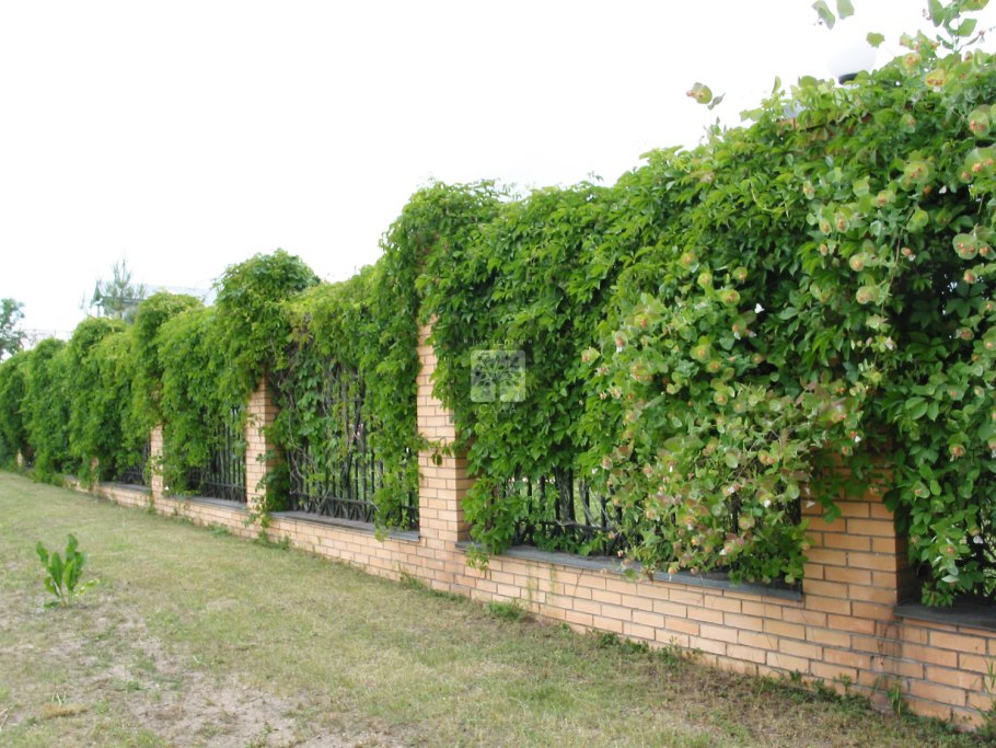 Плющ Hedera Hibernica