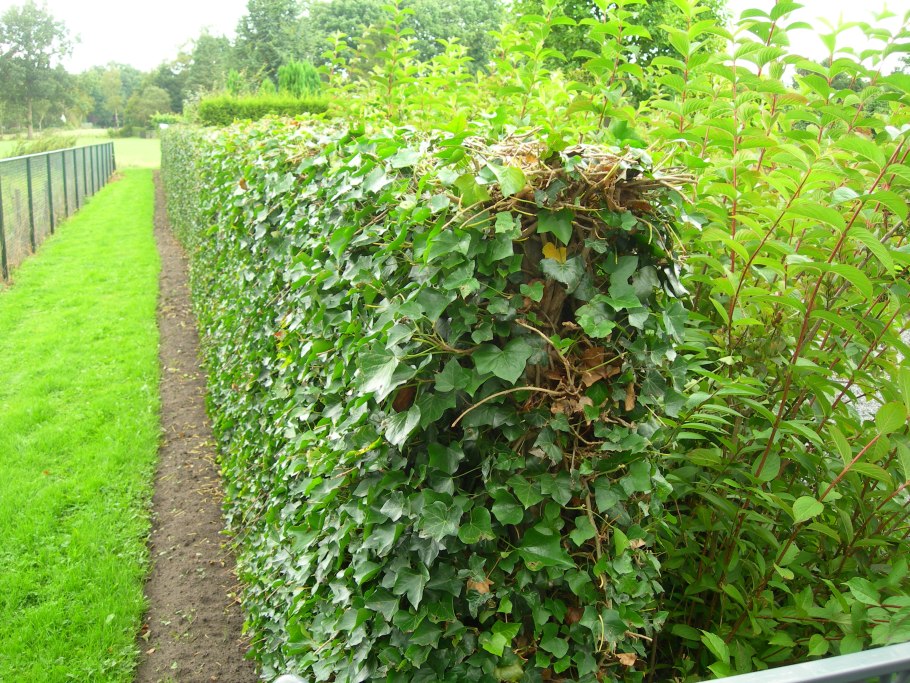 Плющ hedera hibernica