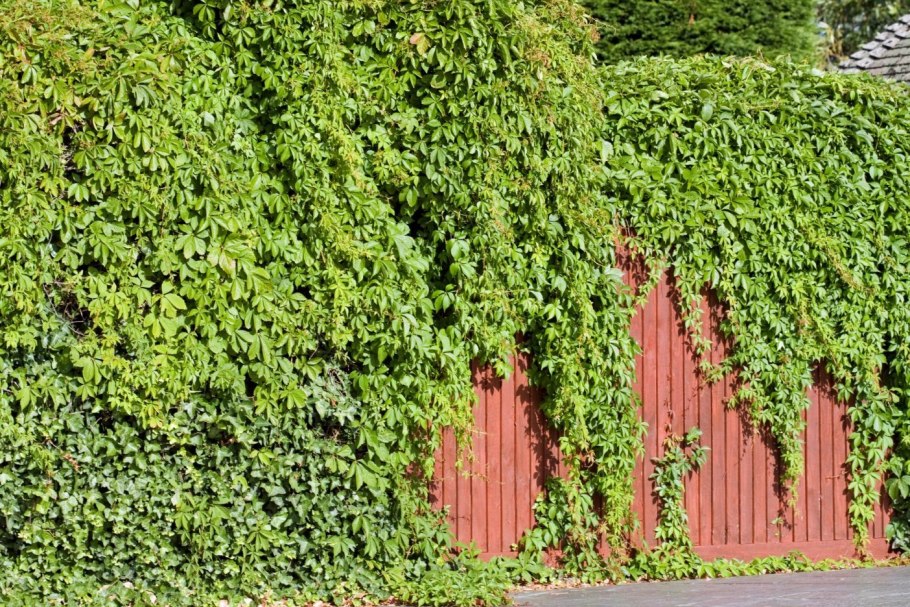 Живая изгородь виноград плющ