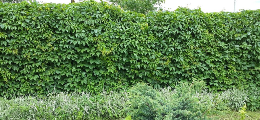 Девичий виноград Живая изгородь