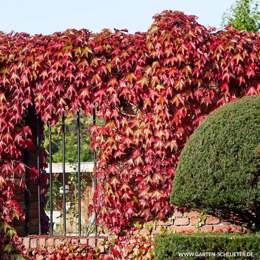 Девичий виноград пятилисточковый