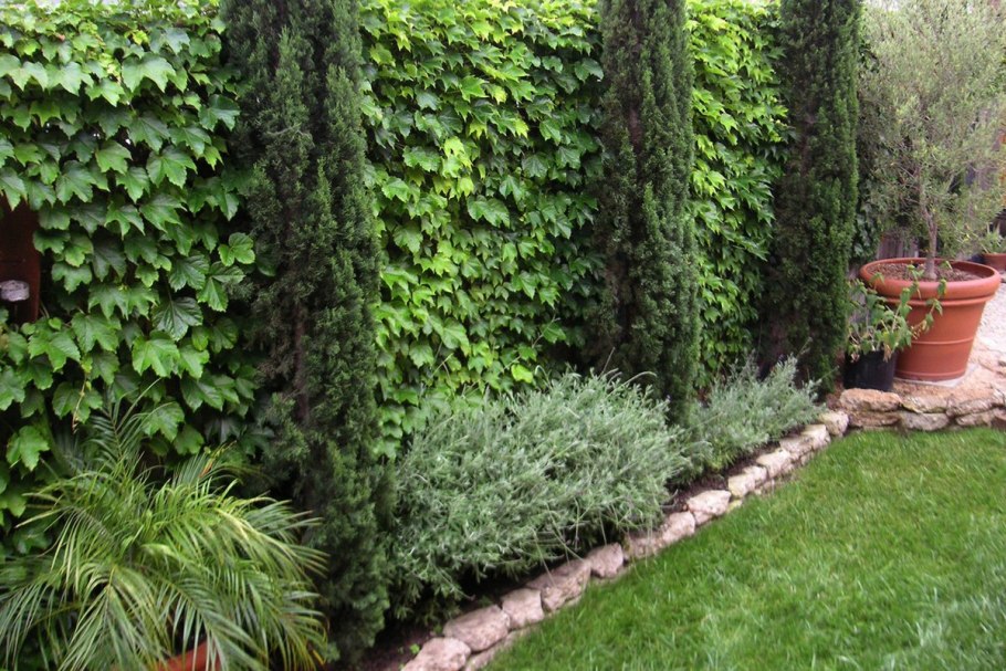 Живая изгородь (виноград + плющ) (Аэлита)