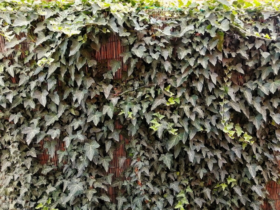 Плющ вечнозеленый hedera