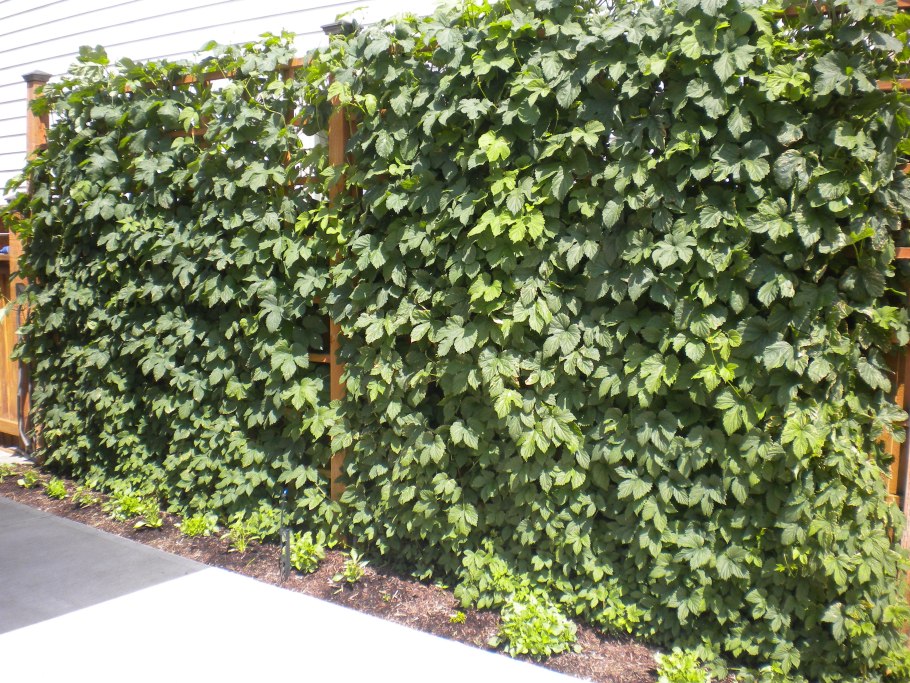 Актинидия живая изгородь