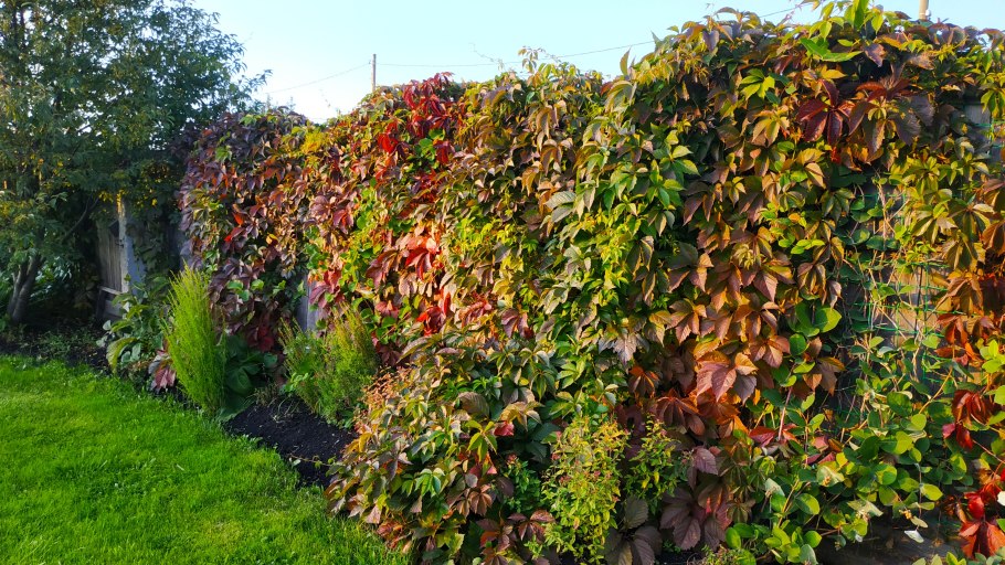 Живая изгородь (виноград + плющ) (Аэлита)
