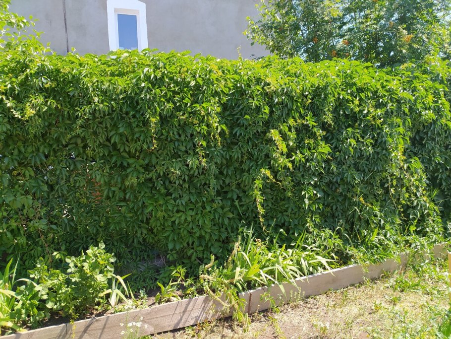 Девичий виноград пятилисточковый Живая изгородь