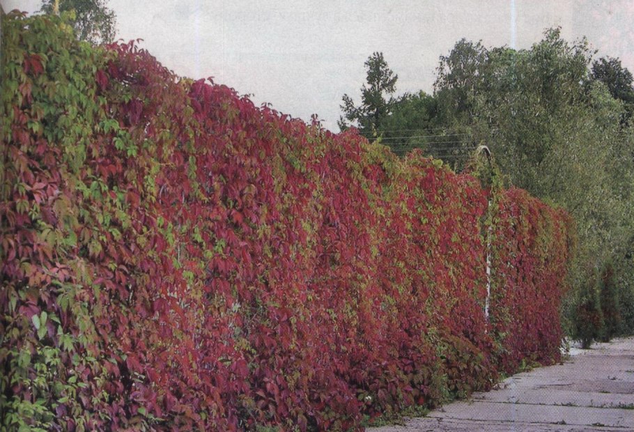 Живая изгородь дикий виноград