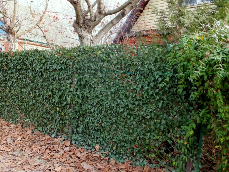 Живая изгородь дикий виноград