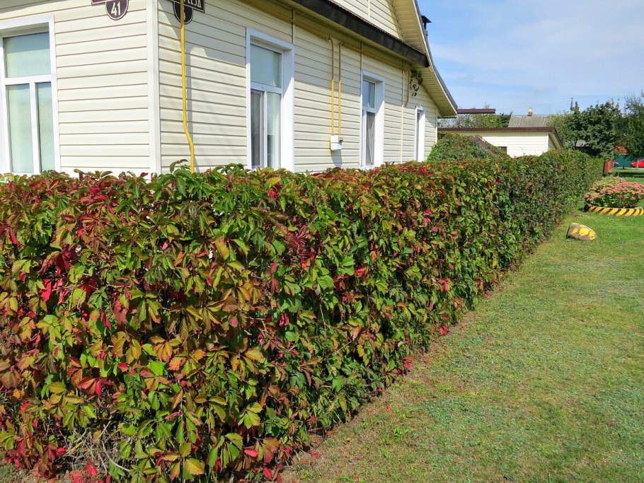 Актинидия Живая изгородь